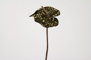 Picture of Anthurium metallic rame,
h.cm60