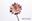 Immagine di Gerbera Vitrum
lilla h.cm61