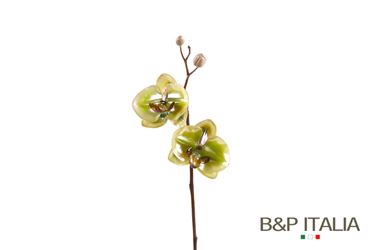 Immagine di Phalaenopsis Vitrum
verde h.cm54
