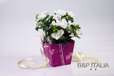 Picture of Plant box 15x15-20x20 h.18,SOFFIONE, magenta, steso